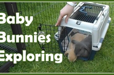Baby Bunnies Exploring - Bandit and Peanut