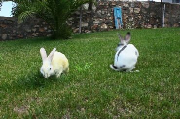 Cute Bunny Rabbits Eating GrassTogether