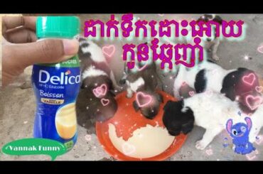 ដាក់ ទឹកដោះគោ អោយកូន ឆ្កែ ញាំ​ - Dogs eat milk