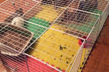 Bunny bloopers!!!!!!!!!!!!! (Cute stuff that our bunnies do)