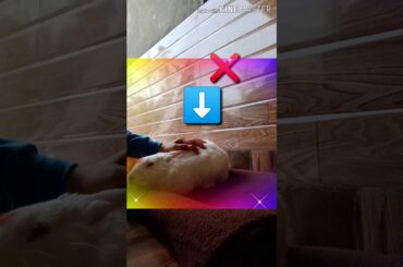 How to hold your cute rabbit corraclty