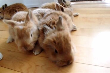 20 day old baby angora bunnies. Cute baby angora bunnies exploring. Legs getting more certain.
