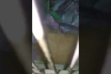 Playing with my rabbit cute nya