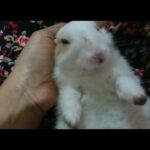 Hilarious, Adorable & Cutest  Bunny Likes sleep Massage, looking mom with close eyes like a human.