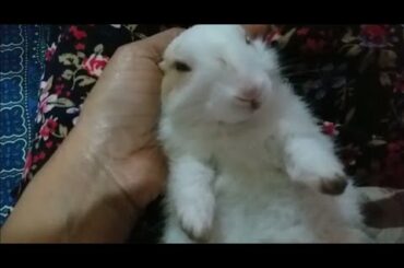 Hilarious, Adorable & Cutest  Bunny Likes sleep Massage, looking mom with close eyes like a human.