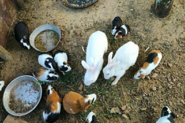 Cute Rabbits 🐰🐇 and Bunnies Feeding/Travel/Animal Lovers must watch 👀/Mukutmanipur/West Bengal/