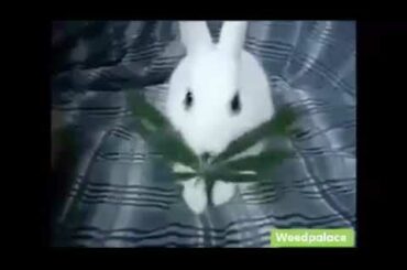 Weed ☘️ Rabbit 🐇🐇 LOL