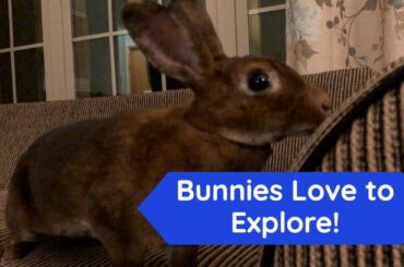 Silly Bunnies Love to Explore! Rabby and Cottonball Hop Around!