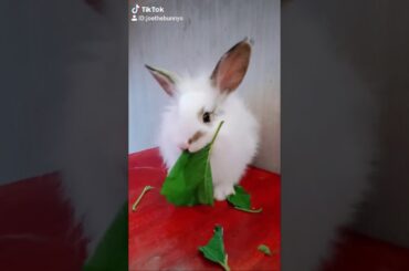 Cute bunny tiktok | tiktok