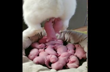 Rabbit Giving Birth At Home - Baby Bunnies So Cute
