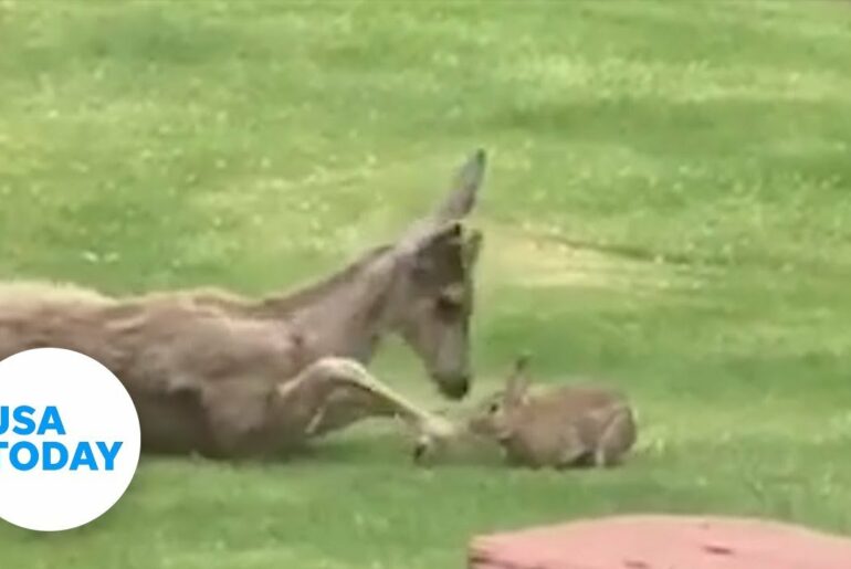 Deer and rabbit playing together resemble Disney's Bambi and Thumper | USA TODAY