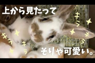 🐰うさぎを上から見たらこれまた可愛かった