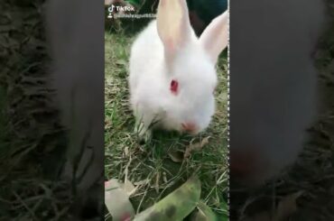 Cute rabbit 🐰
