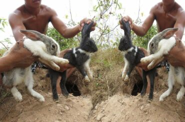 Amazing Forest Man Meet Two Cute Rabbit in The Cave   Catch & Love Rabbit. Fiaz ali YouTube720p
