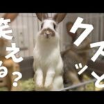 🐰クスッと笑えるうさぎの兄弟〜look alike two rabbits〜