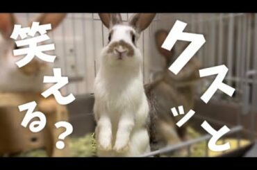 🐰クスッと笑えるうさぎの兄弟〜look alike two rabbits〜