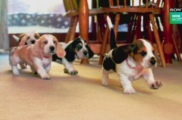 The Most Adorable Little Wonders! | Naughty Little Brats | Premieres 10th Feb | Sony BBC Earth