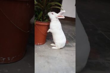 Cute rabbit... 😘😍❤