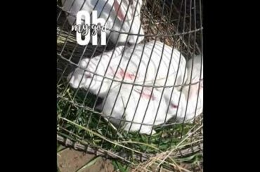 Rabbits are very cute