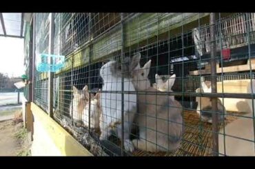 [VR180 3D] rabbit hutch (inokura onsen,  mea in japan) very cute!  | insta360 EVO 5.7K