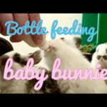 Bottle feeding baby bunnies
