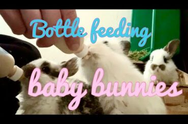 Bottle feeding baby bunnies