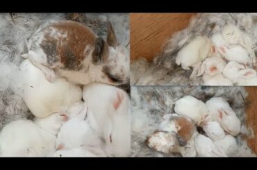 my cute bunnies...day 11/12