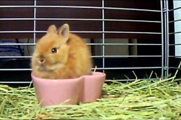 Cute Bunny Rabbit Now Eating in the heart!! Netherland Dwarf Part.2
