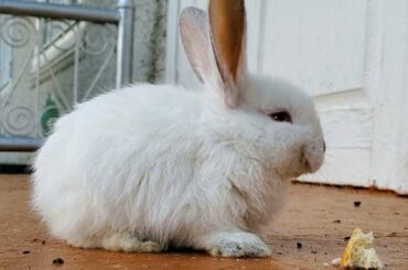 The cutest Bunny eating bread with a smile on his face!