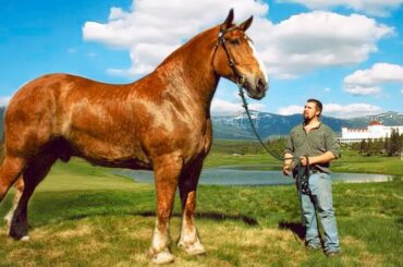 10 Shockingly Large Animals That Actually Exist