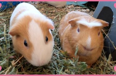 Butternut and Spaghett go on a hay date