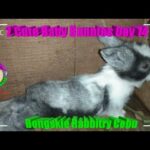 2 Cute Baby Bunnies Day 14 (DOB: Jan 30, 2020) - Bongskie Rabbitry Cebu - Bisdak Edition