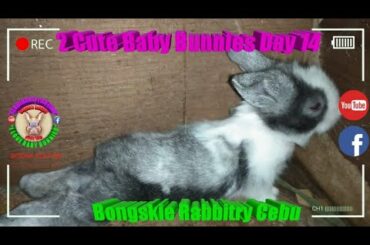 2 Cute Baby Bunnies Day 14 (DOB: Jan 30, 2020) - Bongskie Rabbitry Cebu - Bisdak Edition