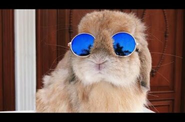 The cute rabbits and funny rabbits | rabbits | | cute rabbits |