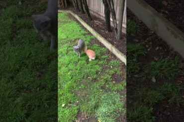 Unusual animal friends. Cat and bunny best friends