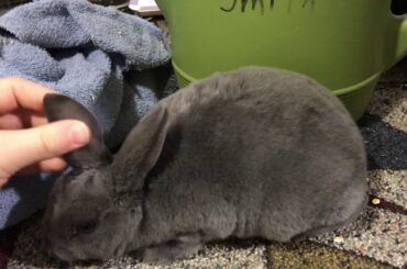 Baby bunny update no 5