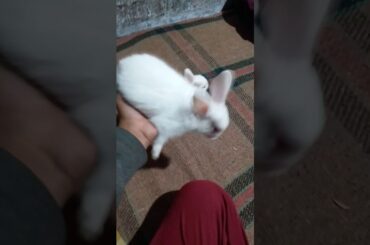 So beautiful rabbit