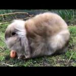 my cute rabbit in storm Ciara eating a carrot