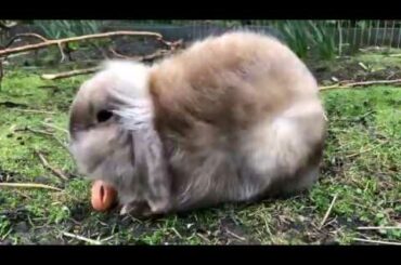 my cute rabbit in storm Ciara eating a carrot