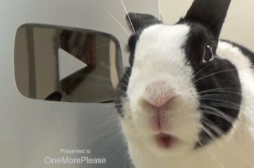 Rabbit opens YouTube Award! Silver Play Button unboxing for 100,000 subscribers!