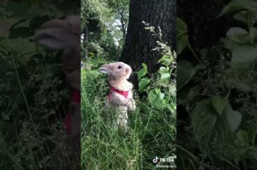 This bunny is so cute it looks like cookie my old bunny