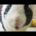 A Rabbit Music Video: Hollaback Bun (Official Music Video)