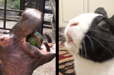 Rabbit eating watermelon vs hippo eating watermelon