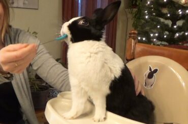 Rabbit eating banana ASMR - in a high chair!