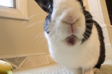 Rabbit eating his favorite foods - Rich Boy Check!