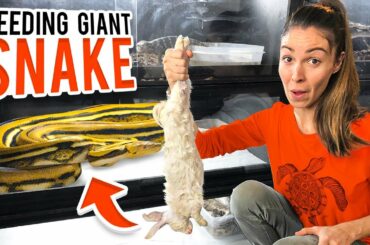FEEDING My PET PYTHON A Rabbit + Ozzy Osbourne CLIP