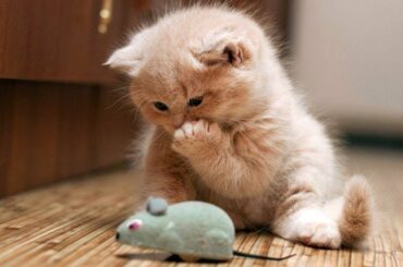 Baby Cats - Cute and Funny Cats  Reaction to Playing Toy #43