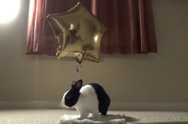 Rabbit and balloon