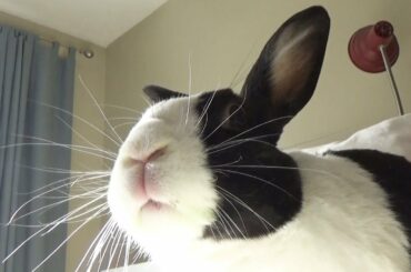 Rabbit working 9 to 5!