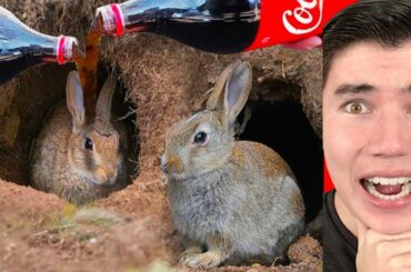 Rabbit vs Coca Cola & Mentos Powder! Catching Rabbits in Hole Life Hack